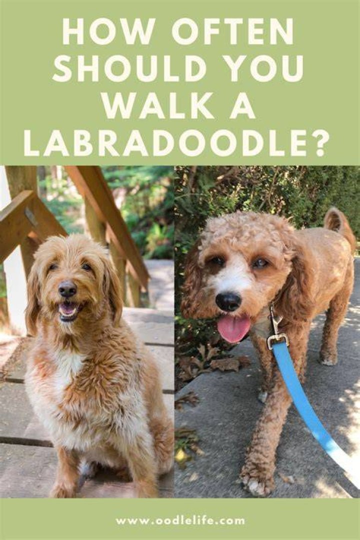 How long should I walk my Labradoodle?