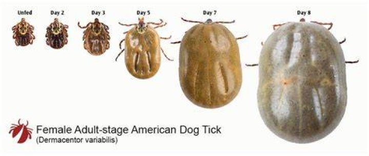 How long will a tick stay on a dog?