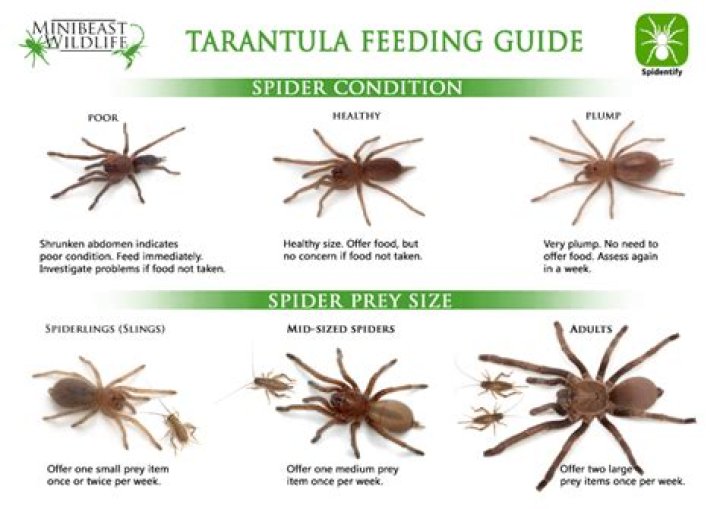 How many crickets should I feed my tarantula?
