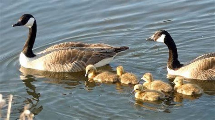 How many geese does it take to make a down jacket?