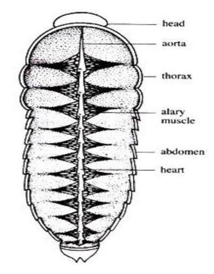 How many hearts does a cockroach have?