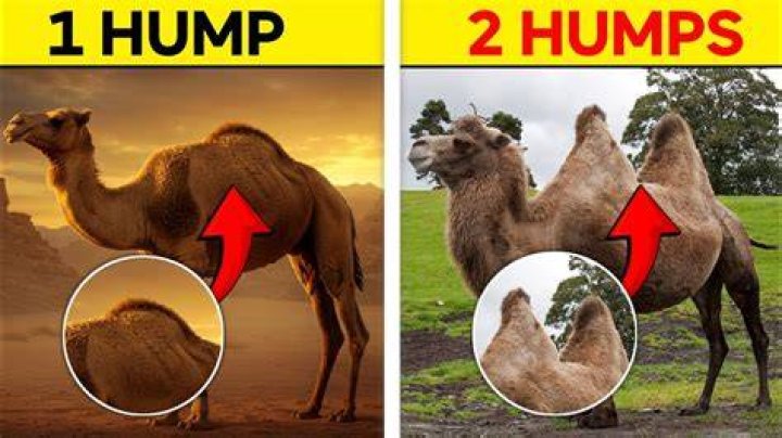 How many humps does an M have?