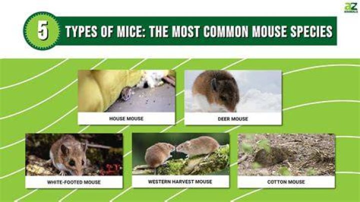 How many mice are normally in a nest?
