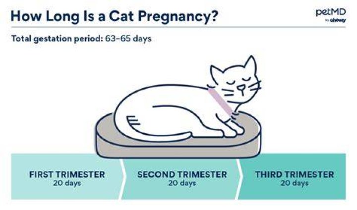 How many months are cats pregnant?