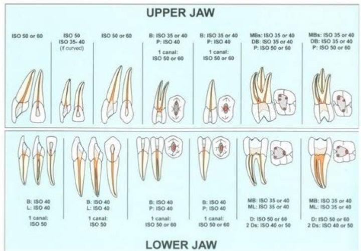How many root canals can you have on one tooth?