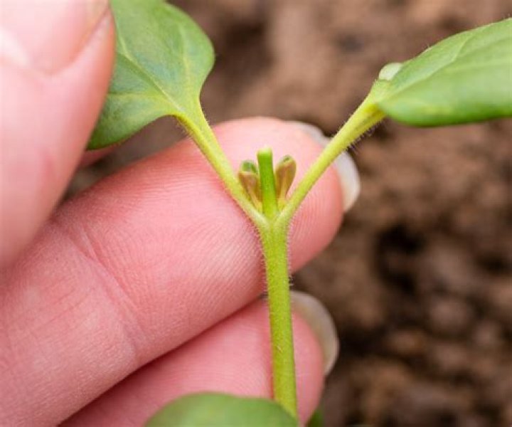 How many times can you pinch a plant?