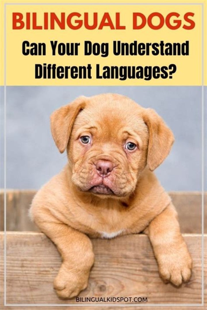 How many words do dogs understand?