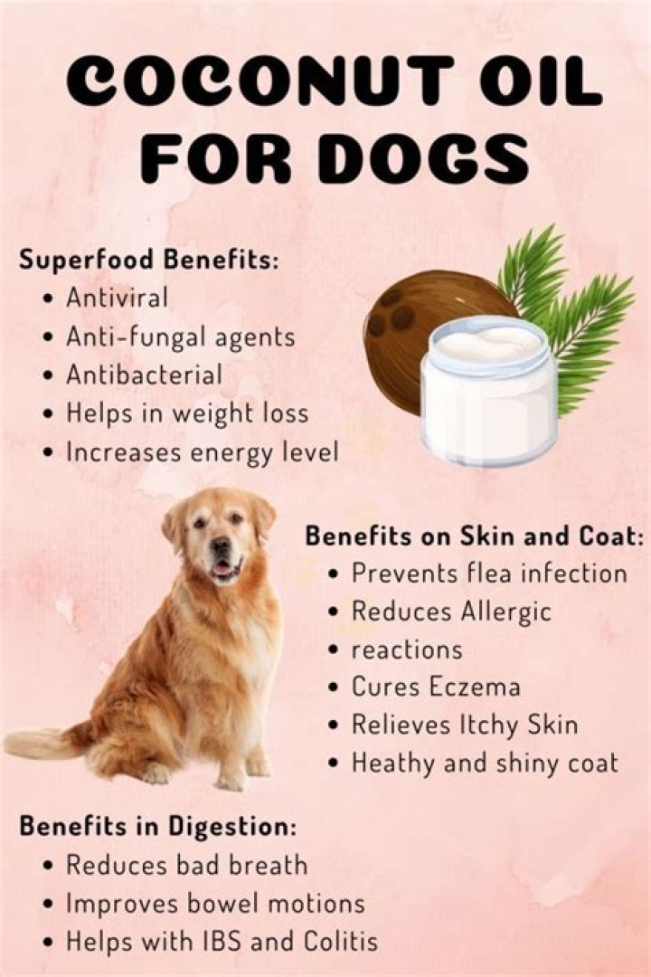 How much coconut oil can I give my dog a day?