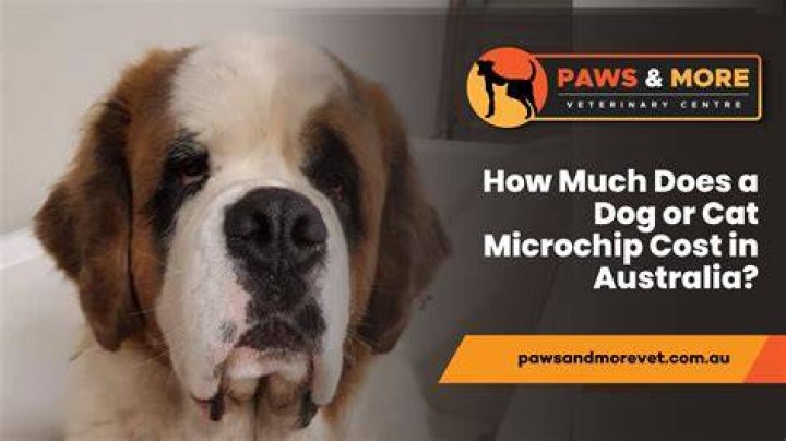 How much does it cost to remove object from dog's stomach?