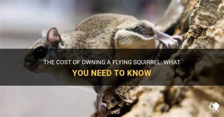 How much is a flying squirrel?