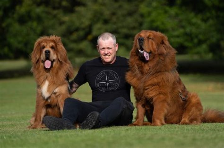 How much is a lion dog?