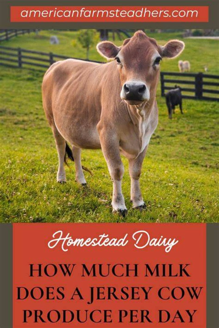How much milk does a Jersey cow produce?