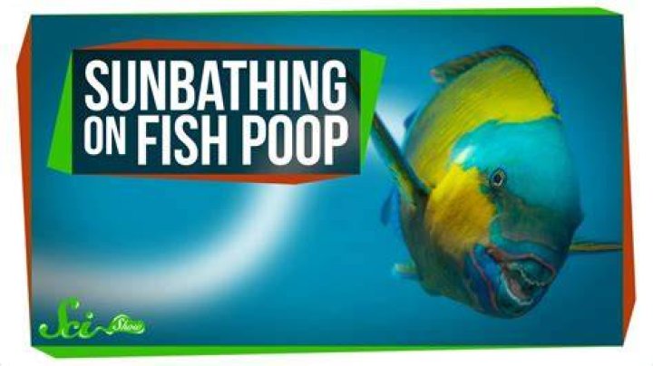 How much of sand is fish poop?