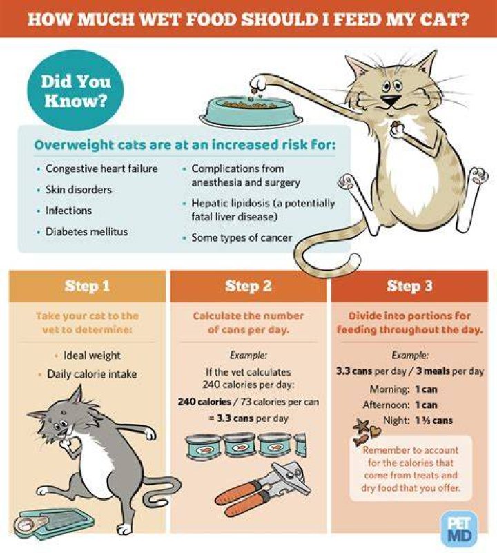 How much should u feed a cat?