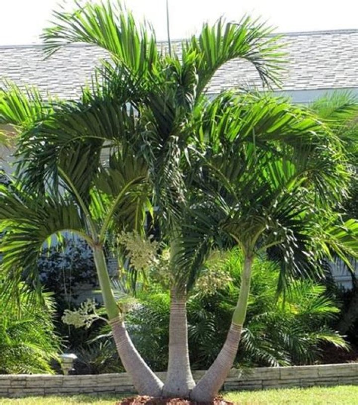 How much sun does a Christmas palm need?