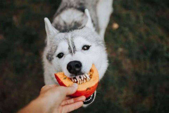 How often can I give my dog pumpkin?
