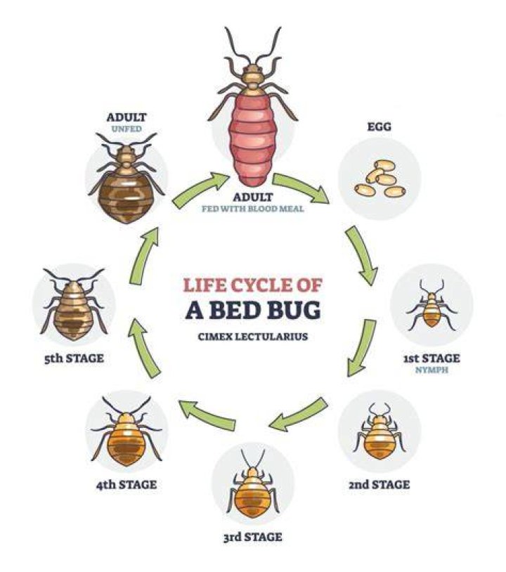 How often do bed bugs hatch?