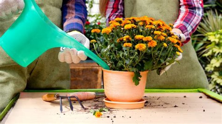 How often should I water potted mums?