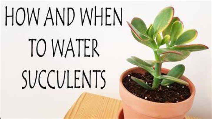 How often should I water succulents?