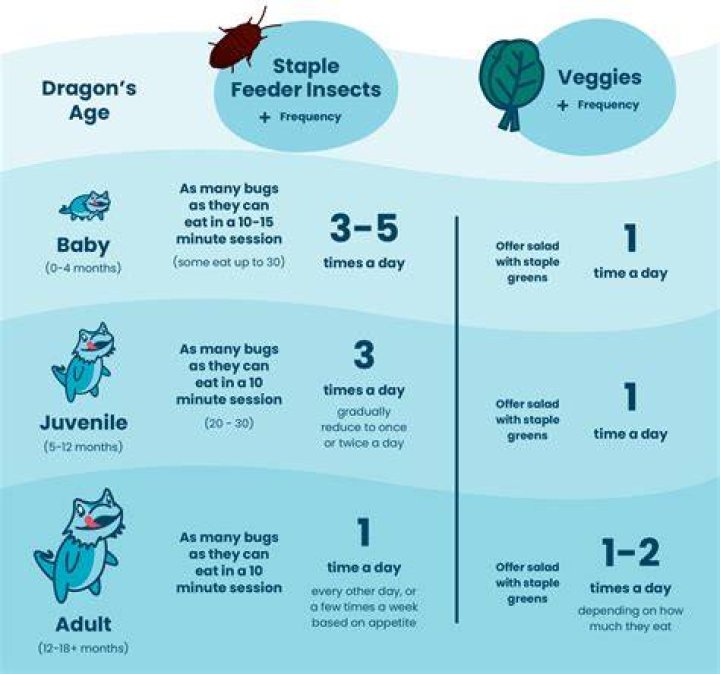 How often should you spray a bearded dragon?