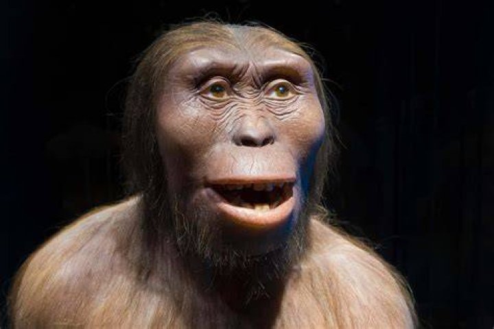 How old are human race?