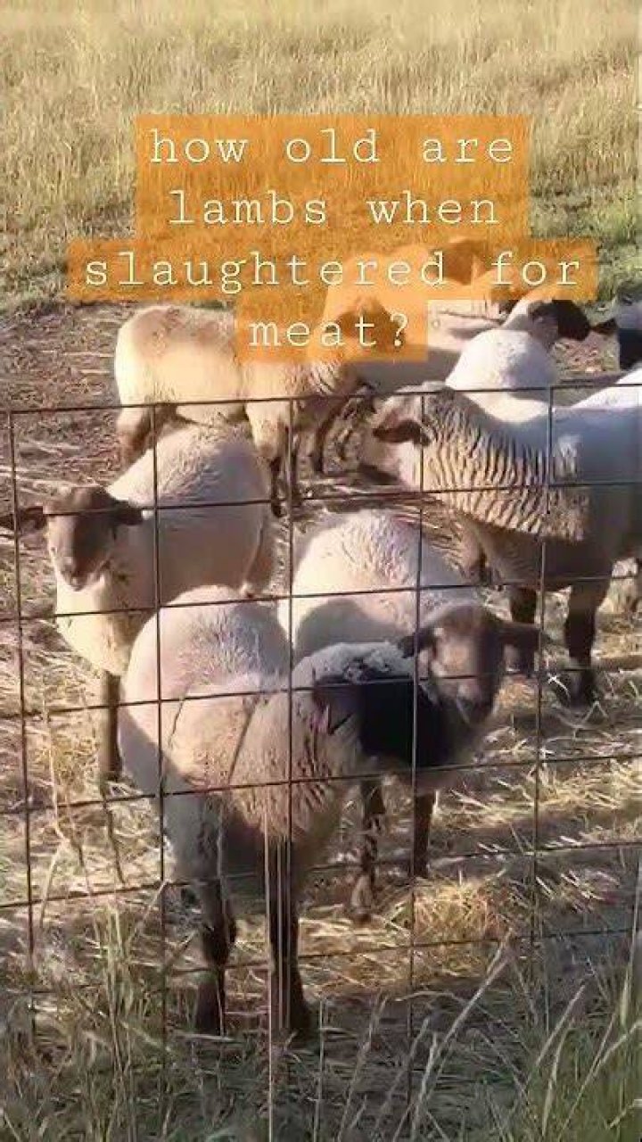 How old are lambs when slaughtered?
