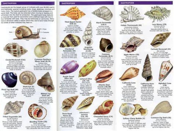 How old can seashells be?