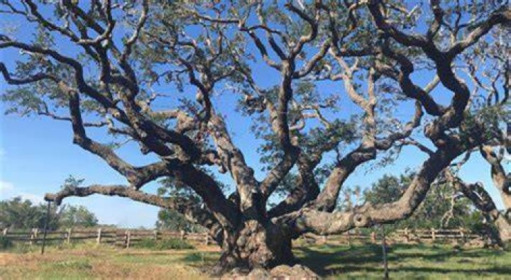 How old is the oldest red oak?