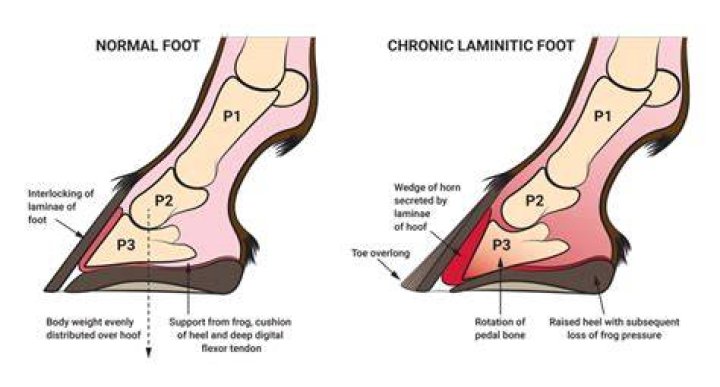 How quickly does laminitis develop?
