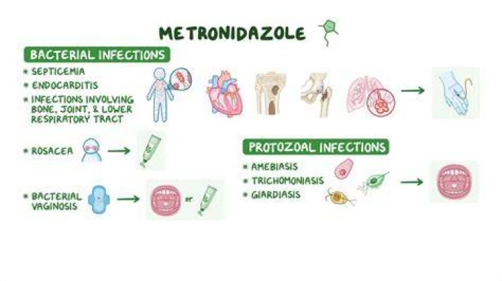 How quickly does metronidazole work for Giardia?