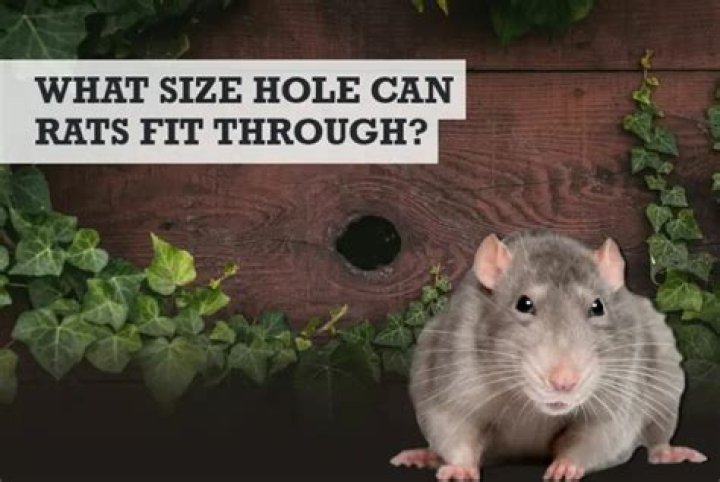 How small a hole can a rat get through?