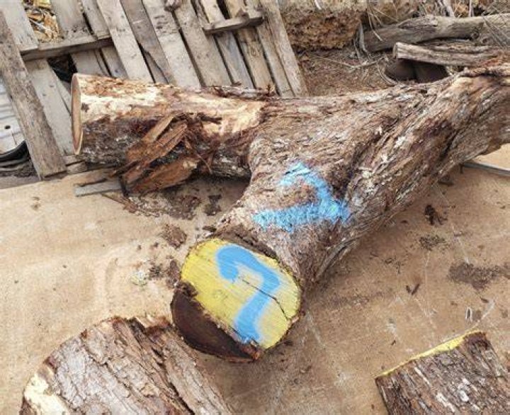 Is acacia wood koa?