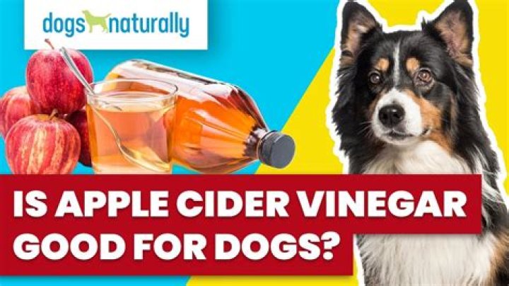 Is apple cider vinegar good for dog hot spots?