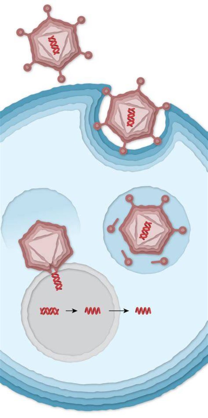 Is AstraZeneca vaccine mRNA?