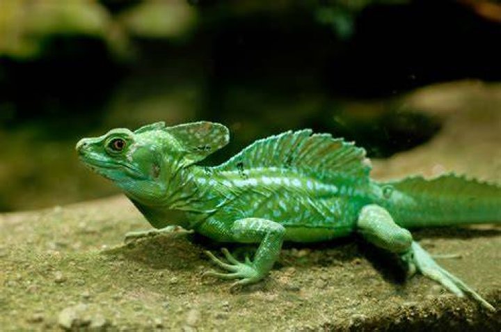 Is Basilisk real?