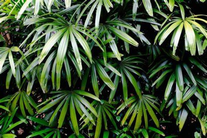 Is blood and bone good for palms?