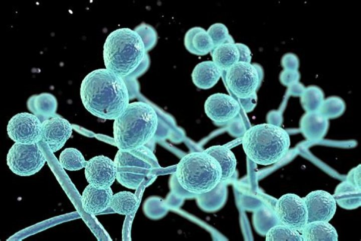 Is Candida a fungus or yeast?