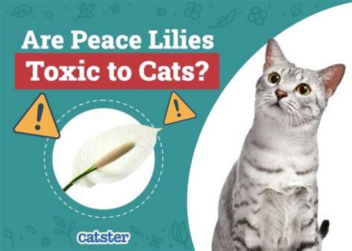 Is clay toxic to cats?