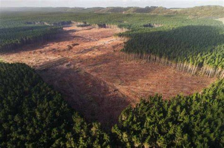 Is clear cutting sustainable?