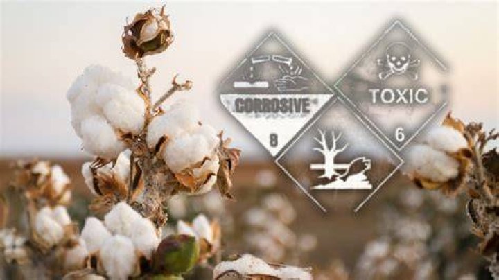 Is cotton toxic?