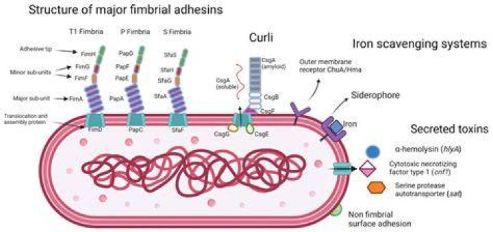 Is E. coli in urine serious?