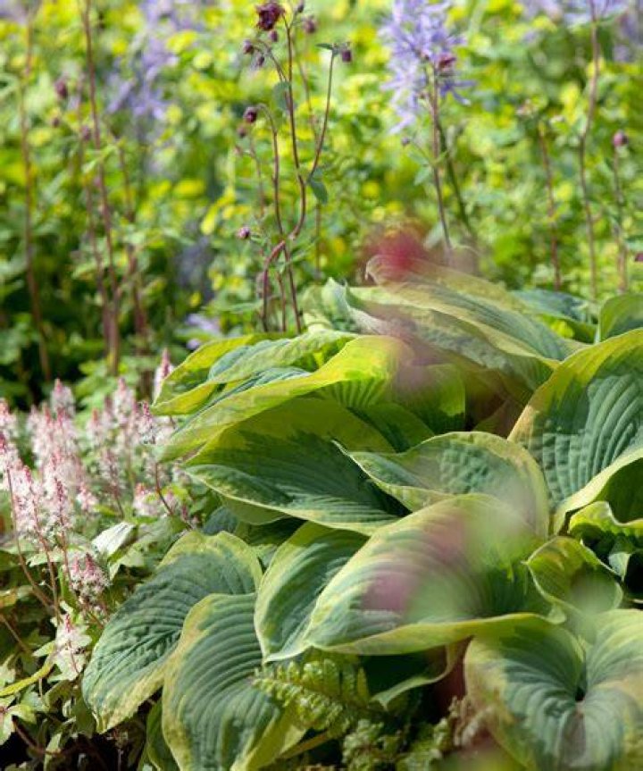 Is Epsom salts good for hostas?