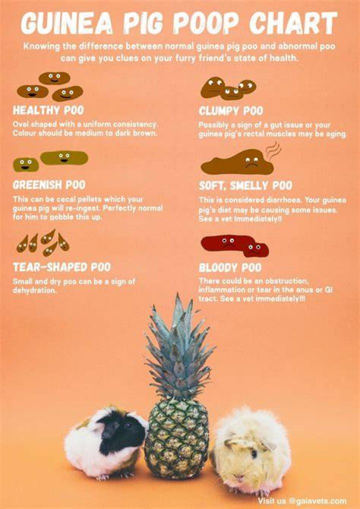 Is guinea pig poop toxic to humans?