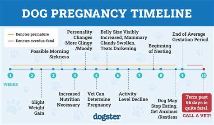 Is it normal for dogs to hate the vet?