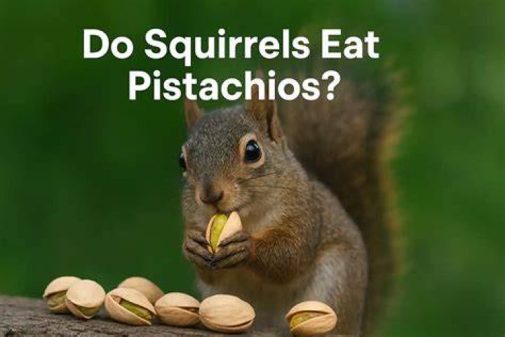 Is it OK to feed squirrels Cheerios?