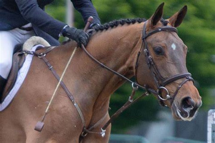 Is it OK to hit your horse?