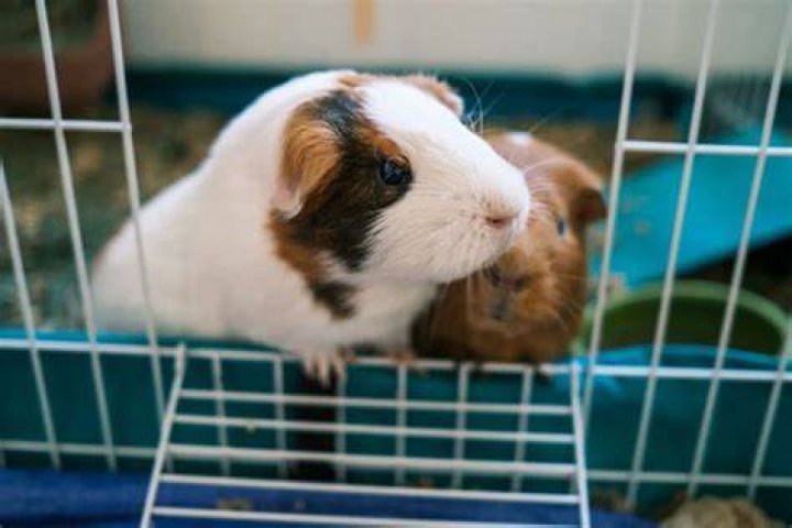 Is it OK to only have 1 guinea pig?