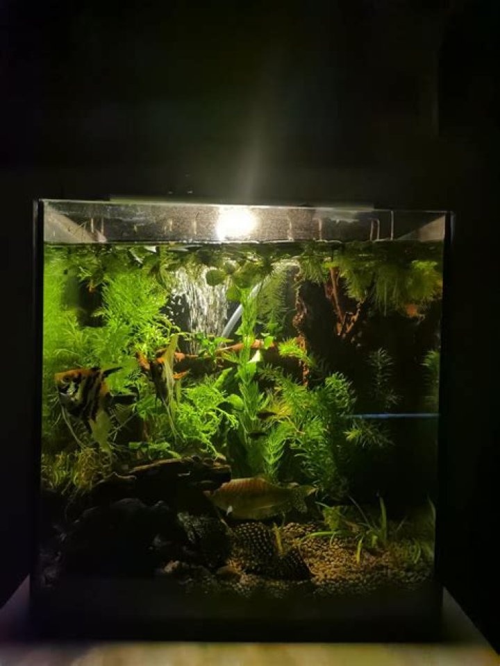 Is it OK to overstock a fish tank?