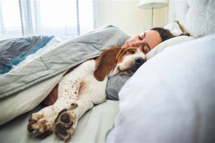 Is it OK to pet a sleeping dog?