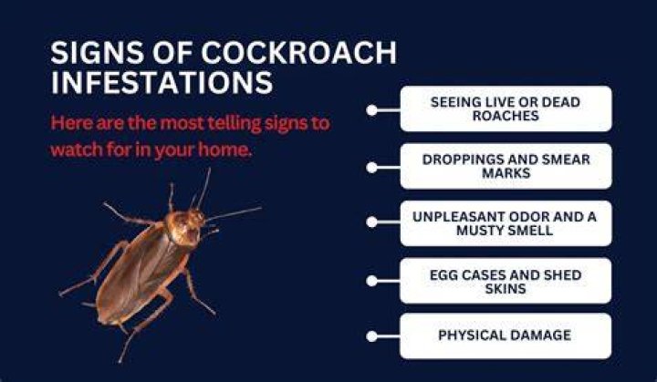 Is it true if you see one roach there are more?